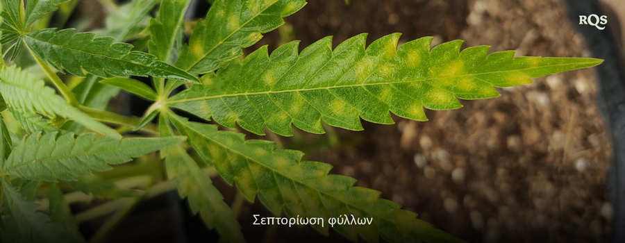 Φύλλο κάνναβης που επηρεάζεται από το μύκητα Septoria, με κίτρινες κηλίδες και αποχρωματισμό από μυκητιακή λοίμωξη. Παράδειγμα κιτρίνισμα φύλλων κάνναβης και κίτρινες κηλίδες στα φύλλα.