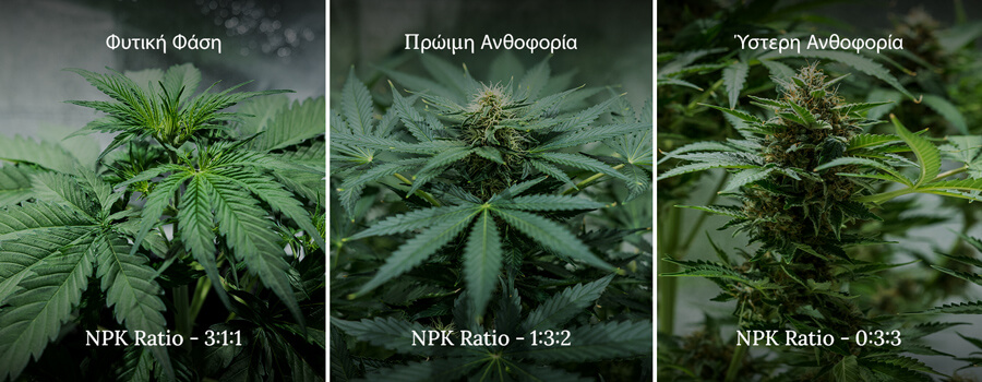 NPK ratio in cannabis