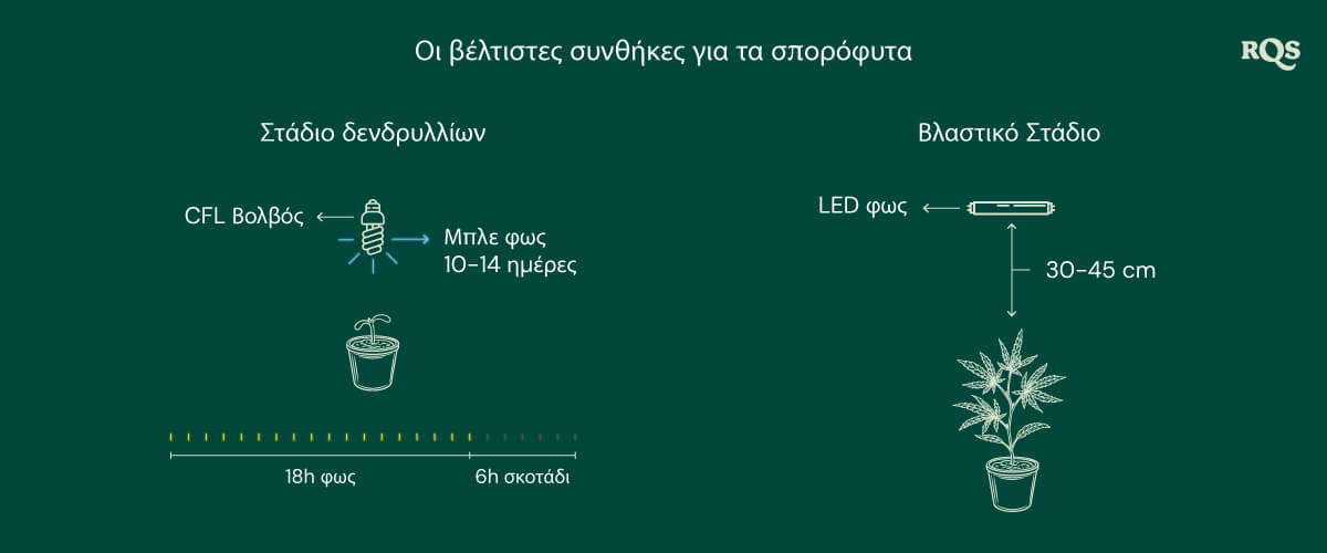 Light Conditions for cannabis seedling