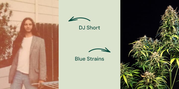 Blue cannabis strains origin