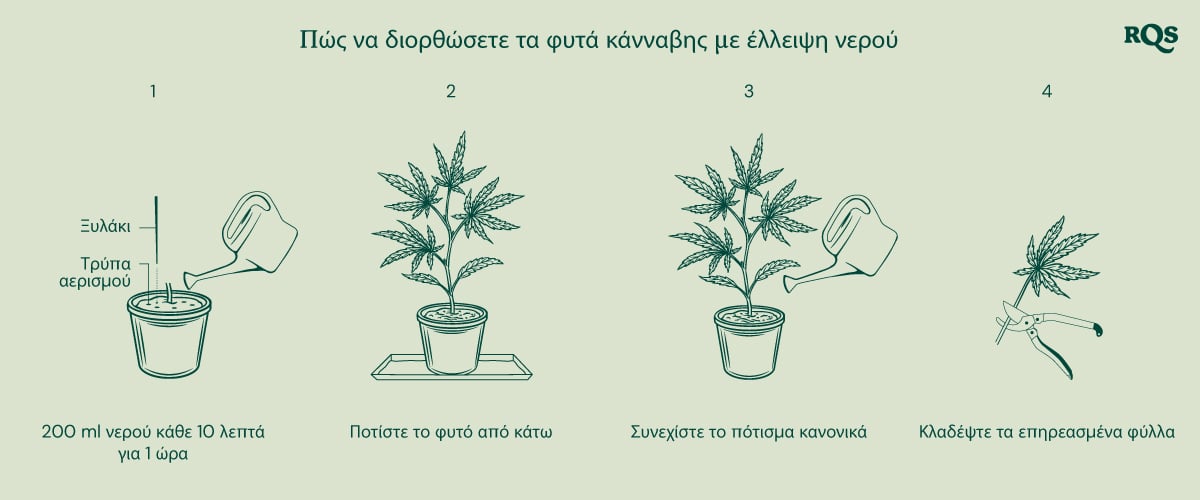 How to fix underwatered cannabis