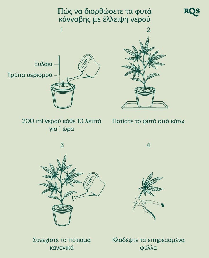 How to fix underwatered cannabis