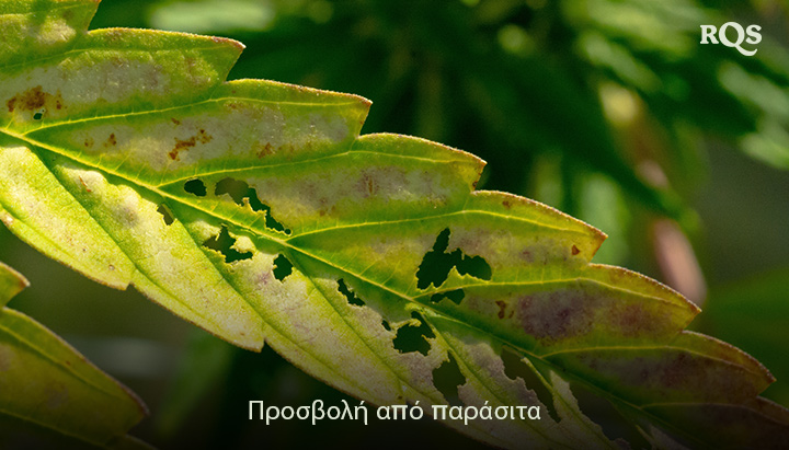 Φύλλο κάνναβης κατεστραμμένο από παράσιτα, με τρύπες και αποχρωματισμό που προκαλείται από προσβολή. Σχετίζεται με τις κίτρινες κηλίδες στα φύλλα κάνναβης και το κιτρίνισμα που σχετίζεται με τα παράσιτα.