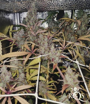 Royal Moby Royal Moby