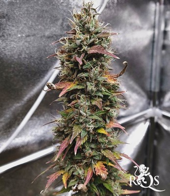 Stress Killer Automatic Stress Killer Automatic