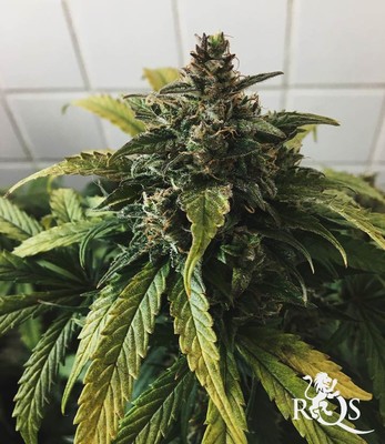 Stress Killer Automatic Stress Killer Automatic