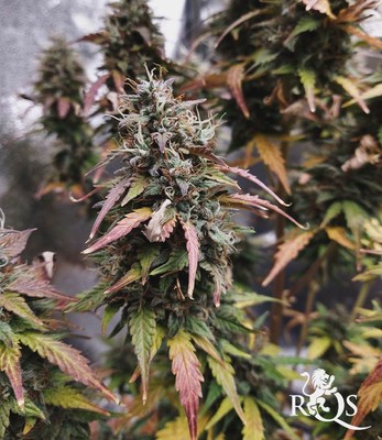 Stress Killer Automatic Stress Killer Automatic