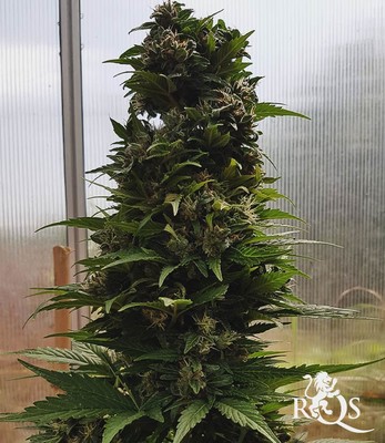 Solomatic CBD Solomatic CBD