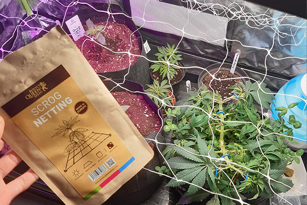 Πλέγμα ScrOG Πλέγμα ScrOG