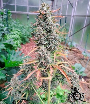 Epsilon F1 Epsilon F1